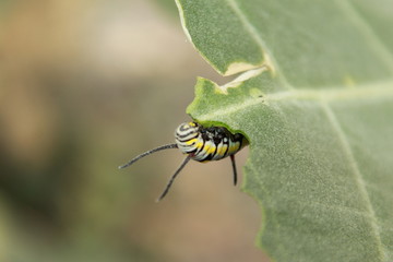 caterpillar eating on a leaf