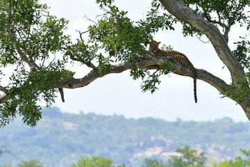 Wall Mural - young leopard and its mum in tree