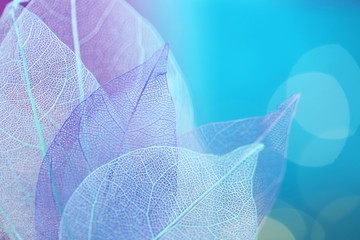 Skeleton Blue Leaf  Macro.skeletonized leaf  close-up on blue blurred bokeh background.Group of  skeleton leaves.Macro structure delicate skeletonized leaf.Blue Abstract Leaves Background