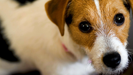 jack russell terrier dog looking to camera high angle shot