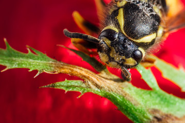 Wall Mural - Macro shot of bee head on red flower