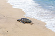 Green sea turtle coming out of the water to rest on the sand beach. Big Island Hawaii