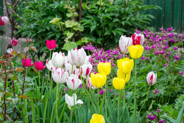 Colorful tulip field with blurred flower as background, mix colored tulips in the garden in the backyard, springtime moments