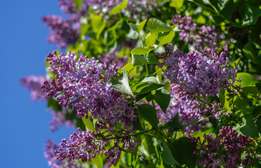 blooming lilac against the sky