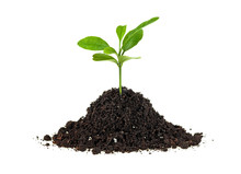 Concept Of New Life - Small Green Plant Growing From Soil Heap, White Background.