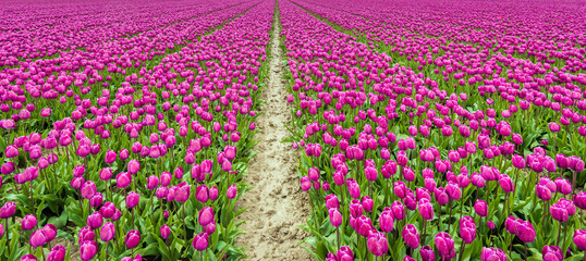 Canvas Print - Endless rows of purple flowering tulips