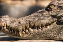Close-up Head Of A Crocodile 