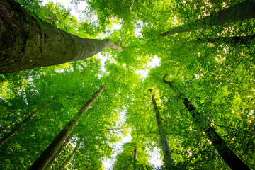 Impressive trees in the forest. Fresh green, spring time. Bottom view.