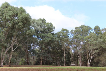 Poster - park near torrens river, adelaide, australia