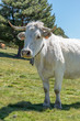 Detail of cow with head raised, white with yellowish green grass background. Natural Park of the Sierra de Guadarrama, Madrid, Spain