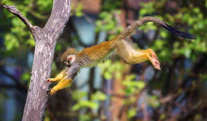 common squirrel monkey jumping from one tree to another