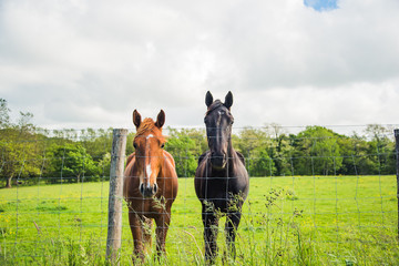 Two horses side by side in a field, one black and one brown color. Basque Country