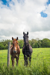 Two horses taken in a vertical frame. Basque Country.