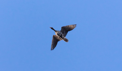 Wild geese in flight in spring on a sunny day