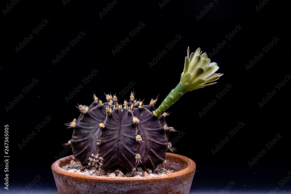 Beautiful Gymnocalycium mihanovichii with flower cactus on pot on isolate  black background.Ruby Ball,Red Cap,Red Hibotan or Hibotan cacti. Stock  Photo | Adobe Stock