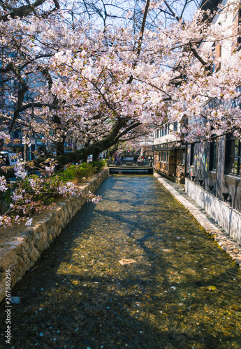 Takase River The Famous Spot To View Cherry Blossom Or Sakura In Kyoto Japan Stock Photo Adobe Stock Takase River The Famous Spot To View Cherry Blossom Or Sakura In Kyoto Japan Stock Photo Adobe Stock