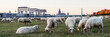 Köln Panorama mit Schafen auf den Poller wiesen vor den Kranhäusern
