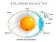 Bird, chicken egg anatomy. Egg embryo anatomy, section. Bird, Chicken Egg structure. Detailed birds and chickens reproduction. Simple annotated. White background. Editable 2d vector illustration.