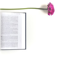 Flat lay open Bible and Gerbera flower on a white background. 