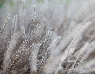  Dry plants in the field