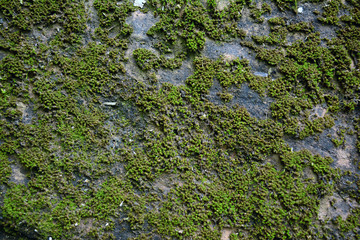 Wall Mural - the panel of green moss  on old rock