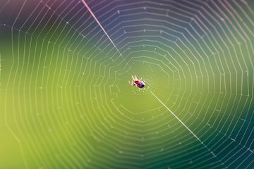 Wall Mural - The spider sits on the weaved web and waits for the victim. Close up, macro 