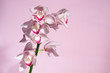 beautiful tropical pink orchid on a pink  background, blank