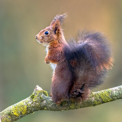 Canvas Print - Red squirrel on branch