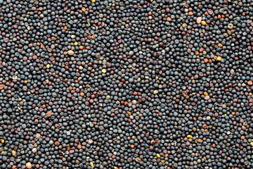 Canola seeds, rapeseed texture. Close-up. Background. Macro image of rapeseed can be used as a background. Harvested rapeseed from the field. Macro texture of seeds colza.