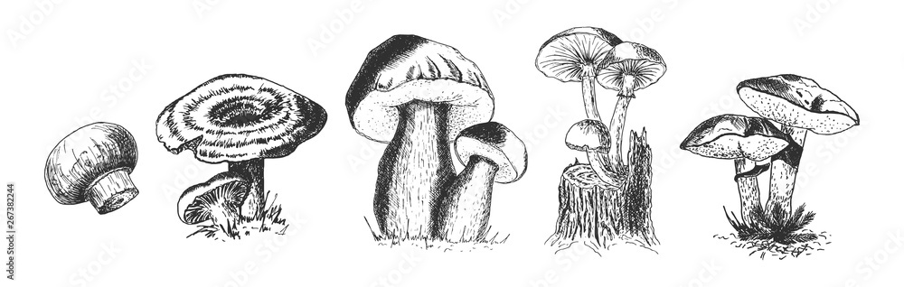 Set of edible wild forest mushrooms - obrazy, fototapety, plakaty 