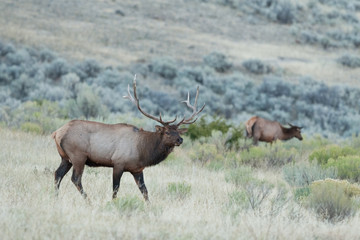Wall Mural - elk, wapiti, cervus canadensis, yellowstone national park, deer