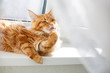 Lovely red maine coon cat washes his paws. Empty space