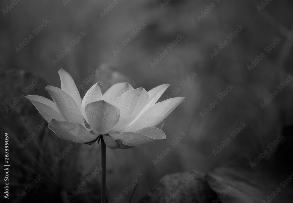 pink lotus flower in pond of Thailand. - obrazy, fototapety, plakaty 