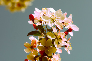 Beautiful spring branch in full bloom