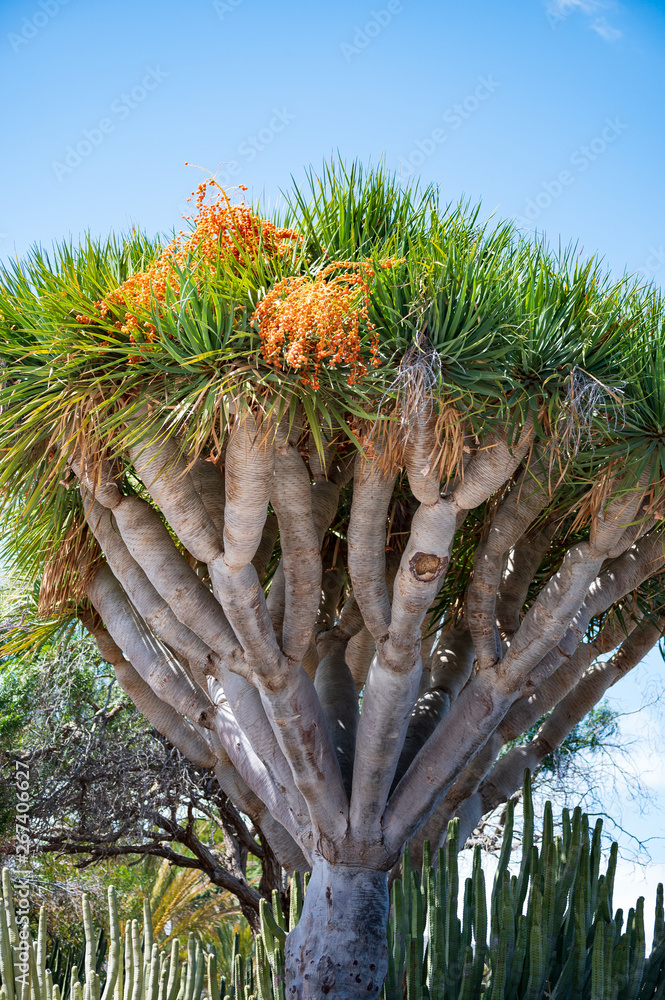 glücksfeder tropft Glücksfeder - Zamioculcas zamiifolia