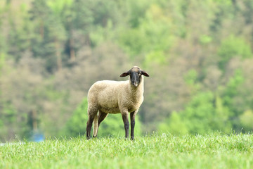 close-up of a sheep's head  on the farm meadow