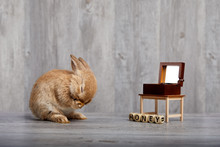 Brown Rabbit Listening To Music Box By Feeling Love