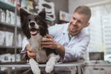 Fototapeta  - Happy healthy dog being examined by professional veterinarian, copy space. Cheerful handsome male vet doctor smiling at the dog after medical examination
