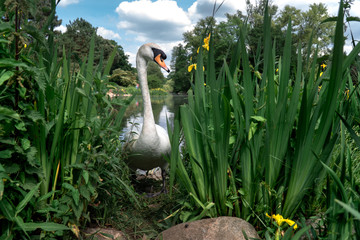 Wall Mural - Pikaboo, the joking Swan that lives in the lake of the Botanic Garden in London