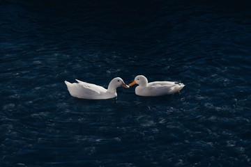 Two white ducks swimming on the water