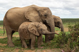 Fototapeta Sawanna - Family of Elephants in Addo Elephant Park