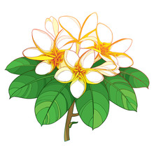 Branch Of Outline Plumeria Or Frangipani Flower Bunch, Bud And Ornate Leaf In Pastel Yellow Isolated On White Background.