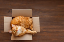 Cute Ginger Cat Lies In Carton Box On Wooden Background. Fluffy Pet With Green Eyes Is Staring In Camera. Top View, Flat Lay.