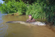 © sablin - Fisherman holding a giant catfish. Catch of fish, freshwater fishing, monster fish