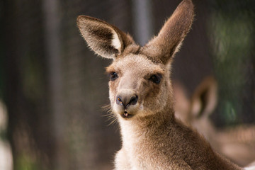 Close up view of adorable adult kangaroo standing on the grass. Wildlife animal concept in its natural environment. Australia. Symbol of Australia. Brisbane.