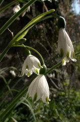 Wall Mural - Leucojum vernum; spring snowflakes flowering in Swiss cottage garden, alpine village of Berschis