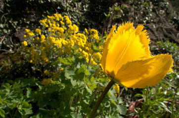 Wall Mural - Yellow fringed tulip flowering in Swiss cottage garden, alpine village of Berschis