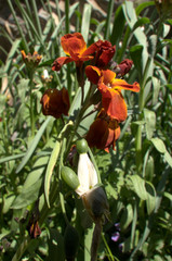 Wall Mural - Erysimum sp.; Red wallflower flowering in Swiss cottage garden, alpine village of Berschis