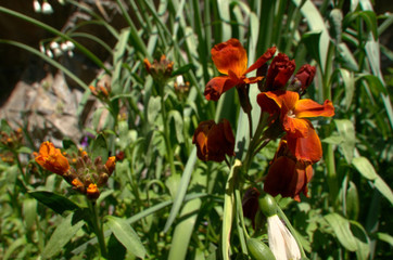 Wall Mural - Erysimum sp.; Red wallflower flowering in Swiss cottage garden, alpine village of Berschis