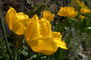 Wall Mural - Yellow fringed tulip flowering in Swiss cottage garden, alpine village of Berschis